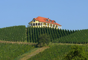 VINSKA CESTA PLEŠIVICE_1